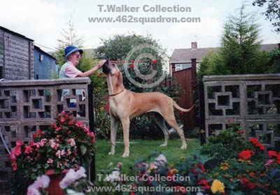 Mrs Rose Walker, wife of Tom, with one of their Great Danes in the garden of their home near Doncaster.